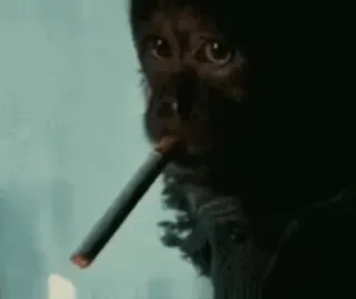 🚬 3bd19294 scimmia, fumare, sigaretta, animale whatsapp sticker