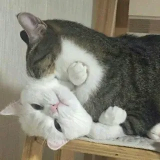 КотикЦмок whatsapp stickers