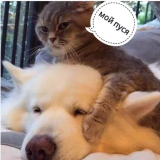 💋 1b062454 МОЙ ПУСЯ chat, chien, animaux de compagnie, animal, amitié, mignon, russe telegram sticker