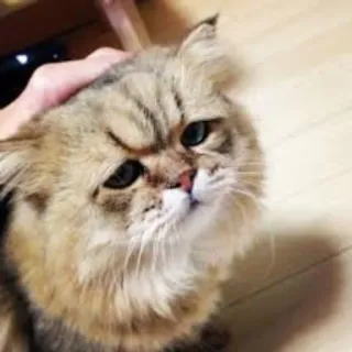 🙊 21817283 chat, animal, animal de compagnie, mignon, félin telegram sticker