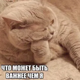 😞 3b332095 ЧТО МОЖЕТ БЫТЬ ВАЖНЕЕ ЧЕМ Я chat, mignon, mème, drôle, animal telegram sticker