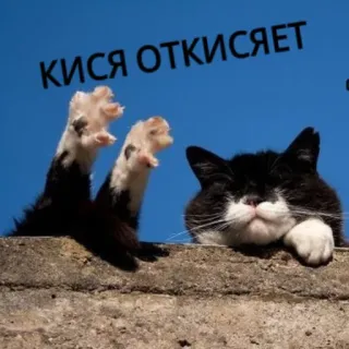 🙂 4797f9d8 КИСЯ ОТКИСЯЕТ chat, drôle, mème, animal, texte, russe telegram sticker