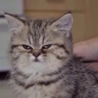 👀 5f686311 chat, chaton, animal, animal de compagnie, mignon, drôle telegram sticker