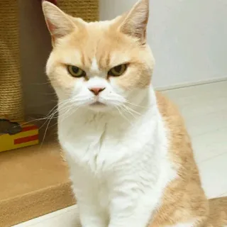 🤨 829733e9 chat, en colère, grincheux, animal de compagnie, animal telegram sticker