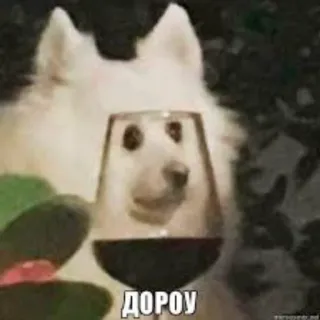 😉 89c6067e ДОРОГУ chien, vin, drôle, mème, animal telegram sticker