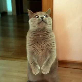 🙄 9db064b3 chat, debout, drôle, mignon, animal telegram sticker