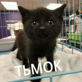 😙 c08b5c72 ТЬМОК chat, chaton, chat noir, animal de compagnie, animal telegram sticker