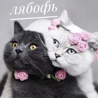 💍 c41e614b лябофь chats, amour, fleurs, mignon, animaux, russe, animaux de compagnie telegram sticker