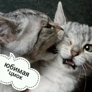 😽 e207d2da любимая цмок chats, animaux, animal de compagnie, amour, baiser, mignon telegram sticker