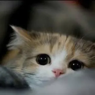 🐥 eb6563c4 chat, chaton, mignon, animal, animal de compagnie, yeux telegram sticker
