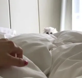 😞 329df006 gatto, letto, carino, animale, animale domestico, gatto bianco telegram sticker