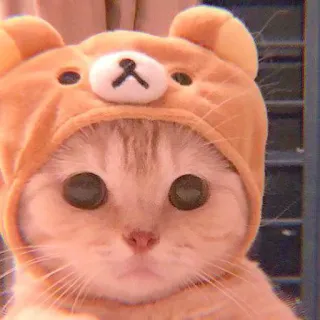 🥓 16ddb81b gatto, gattino, animale domestico, carino, animale, cappello orso telegram sticker