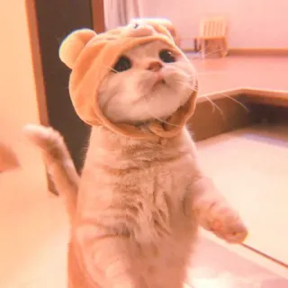 🥓 187cb60e gatto, gattino, carino, animale, animale domestico, felpa con cappuccio, orso telegram sticker