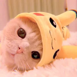 🥓 28c568bc Pikachu Pokemon gatto, gattino, pikachu, pokemon, carino, animale, animale domestico telegram sticker
