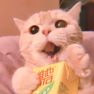 🥓 30380e66 維他 gatto, bevanda, bevanda, animale, animale domestico, carino telegram sticker