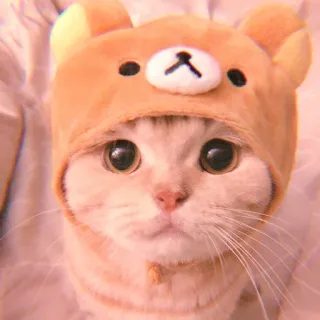 🥓 51f18fef gatto, animale, carino, animale domestico, gattino, rilakkuma, orso, cappello telegram sticker