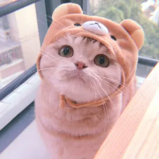 🥓 5835db1c gatto, orso, animale, animale domestico, carino, cappello telegram sticker