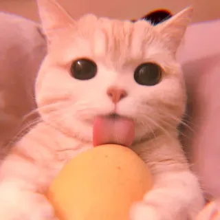 🥓 5ca77048 gatto, leccare, animale, animale domestico, carino, divertente telegram sticker