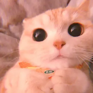 🥓 63e2555f 正宗 gatto, carino, adesivo, animale, animale domestico telegram sticker