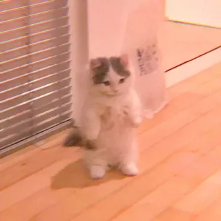 🥓 7cfec52e gattino, gatto, carino, in piedi, adorabile, animale domestico telegram sticker
