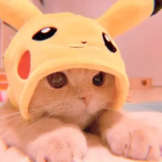🥓 fdbe68ed Pikachu Pokemon gatto, gattino, Pikachu, Pokémon, costume, carino, animale, animale domestico telegram sticker