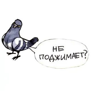 😬 cf378cd6 НЕ ПОДЖИМАЕТ? Taube, Vogel, wütend, Frage, Cartoon telegram sticker