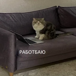 ✍ 73ce97f5 РАБОТБАЮ kucing, laptop, sofa, bekerja, mengetik, rusia whatsapp sticker