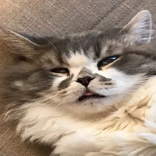 😋 79610921 kucing, hewan peliharaan, binatang, berbulu, imut, lidah, kucing abu-abu whatsapp sticker