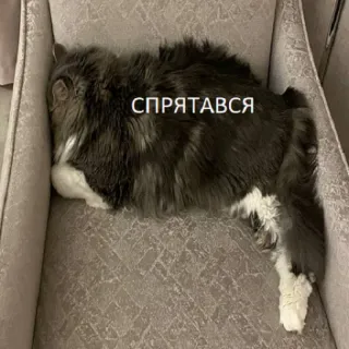 🙈 a4b7f53e СПРЯТАВСЯ kucing, bersembunyi, tidur, kucing abu-abu, teks Rusia whatsapp sticker