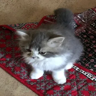 🥺 ab0844a4 kucing, anak kucing, hewan peliharaan, binatang, lucu, berbulu, abu-abu, putih whatsapp sticker