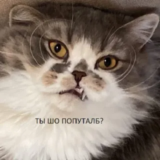 😜 ec76ee55 ТЫ ШО ПОПУТАЛЬ? kucing, meme, lucu, binatang, hewan peliharaan whatsapp sticker