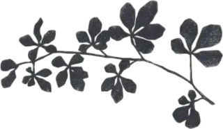 🤍 296af0a7 feuilles, plante, nature, branche, feuillage, feuille whatsapp sticker