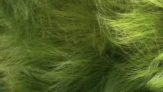 🍀 32baf2e1 herbe, vert, texture, nature, fond whatsapp sticker