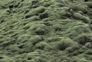 ☁️ 64e60c6a mousse, nature, vert, texture, paysage, couvre-sol whatsapp sticker