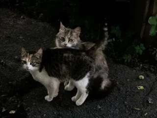 ❄️ a5a7ca40 chats, animaux, animaux de compagnie, félin whatsapp sticker