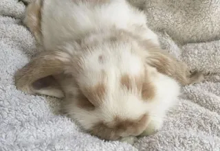 💤 c20a7337 lapin, lapin, animal, mignon, animal de compagnie, oreille tombante, animal domestique whatsapp sticker