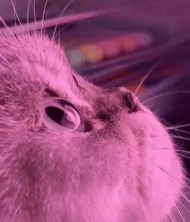 😍 2e0bc74b cat, animal, pet, mammal, feline, close-up whatsapp sticker