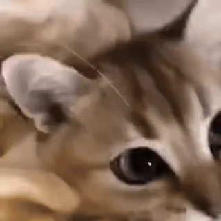 ☺️ 4f314420 cat, pet, animal, cute, kitten, feline whatsapp sticker