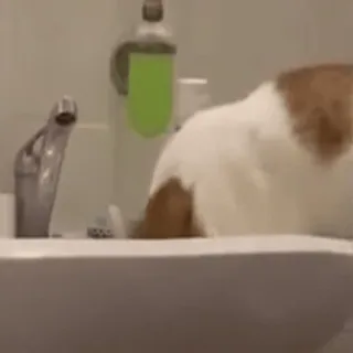 ☺️ 564bd76c cat, sink, water, animal, domestic cat whatsapp sticker