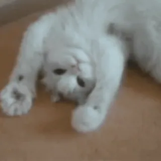 ☺️ 6a013085 cat, white cat, cute, animal, pet, feline whatsapp sticker