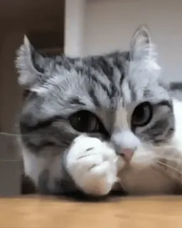 🙂 7513706a cat, animal, cute, pet, domestic animal, feline whatsapp sticker