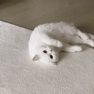 🥱 a508159b cat, white cat, animal, pet, cute, lying down whatsapp sticker
