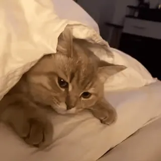 😴 cdf8547e cat, pet, animal, cute, bed, blanket, sleeping whatsapp sticker