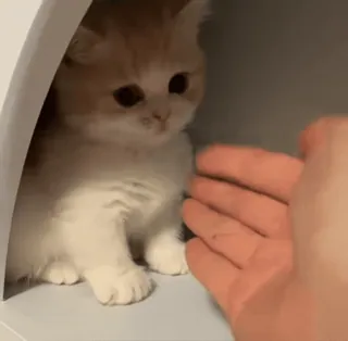 🤚 d83e8e50 cat, kitten, animal, pet, cute, domestic animal, feline whatsapp sticker