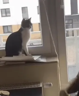 🤚 f01e4e69 cat, window, domestic animal, cute whatsapp sticker