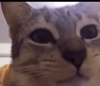 🍕 f851b969 cat, animal, pet, domestic animal, feline whatsapp sticker