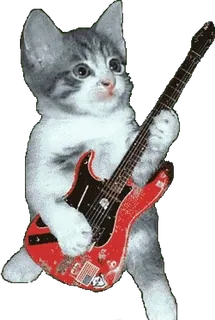 🎸 2ac2c594 고양이, 새끼 고양이, 기타, 음악, 동물, 애완 동물, 록, 악기 telegram sticker