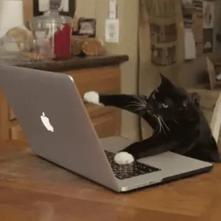 💻 2c1de1ee 고양이, 노트북, 컴퓨터, 동물, 타이핑, 인터넷, 웃긴, 밈 telegram sticker