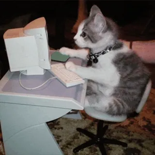 🖥 4802f4b1 고양이, 컴퓨터, 새끼 고양이, 타이핑, 인터넷, 웃긴, 동물 telegram sticker