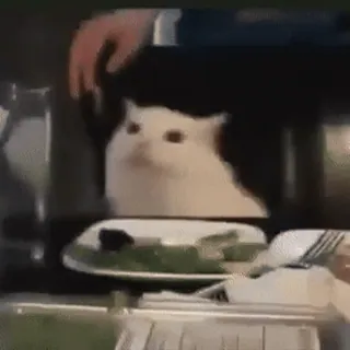 🐈‍⬛️ 6dbf1879 고양이, 밈, 동물, 저녁, 테이블, 웃긴, 음식 telegram sticker